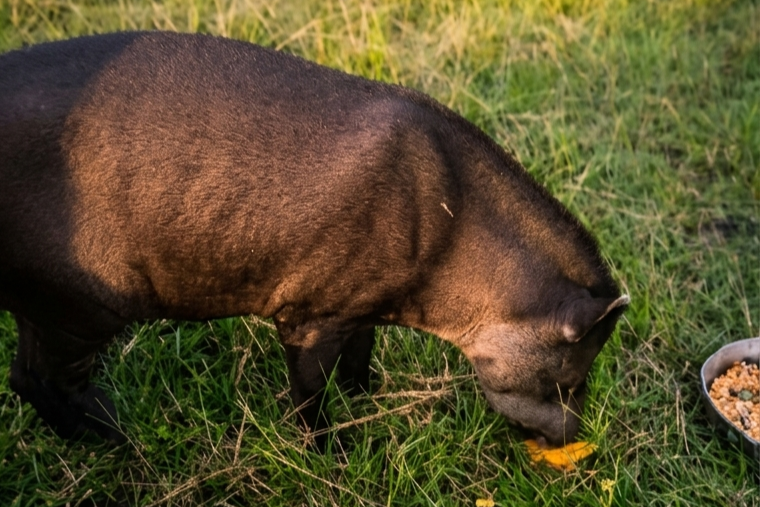 La historia de Amanda y las dantas: cuando la conservación empieza en casa